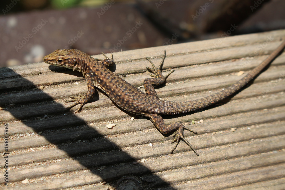 Fototapeta premium The Lizard