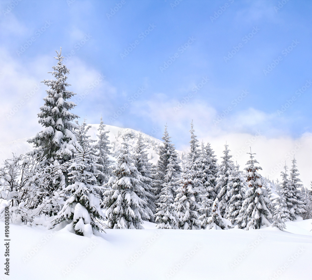 Winter landscape of mountains with of fir forest and glade in snow. Carpathian mountains.