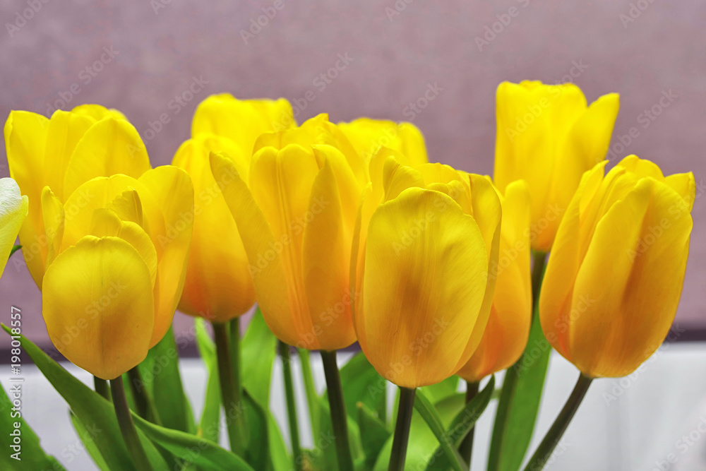 Obraz premium Yellow tulips on green stems on a lilac background