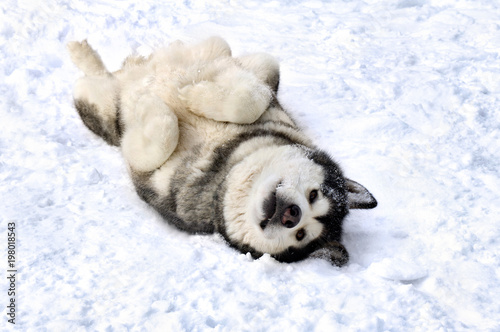 Dog (siberian husky) lying on the back on snow