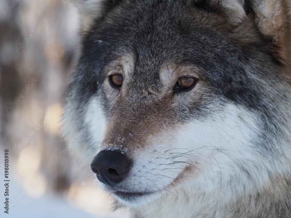 Wolf in Winter Close Up 