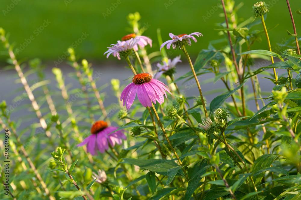 purple coneflowers in the moning light purple coneflowers in the moning light