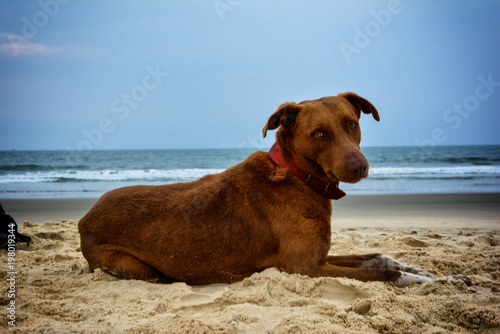 Cane di Goa 2 © Alfi
