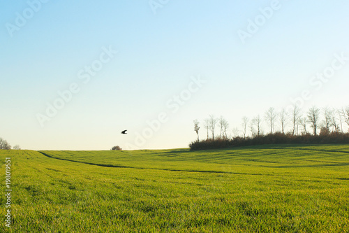 campo verde con uccello in volo