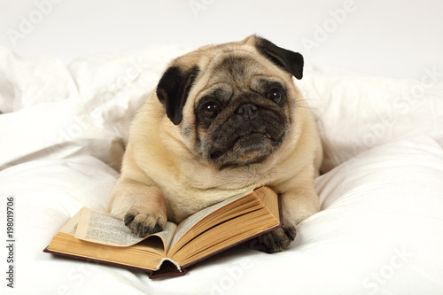 Fototapeta Naklejka Na Ścianę i Meble -  Pug dog reading a book