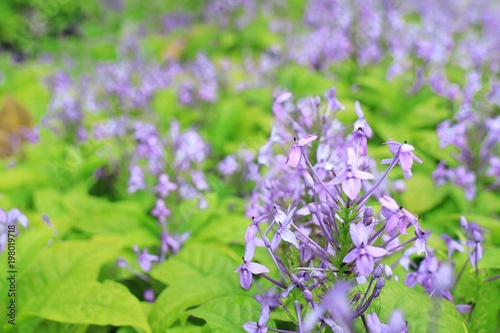 Wallpaper Mural Beautiful little violet flowers with blurred flowers and green leaves in spring time background. Torontodigital.ca