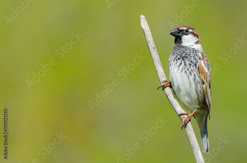 Spanish sparrow, photo