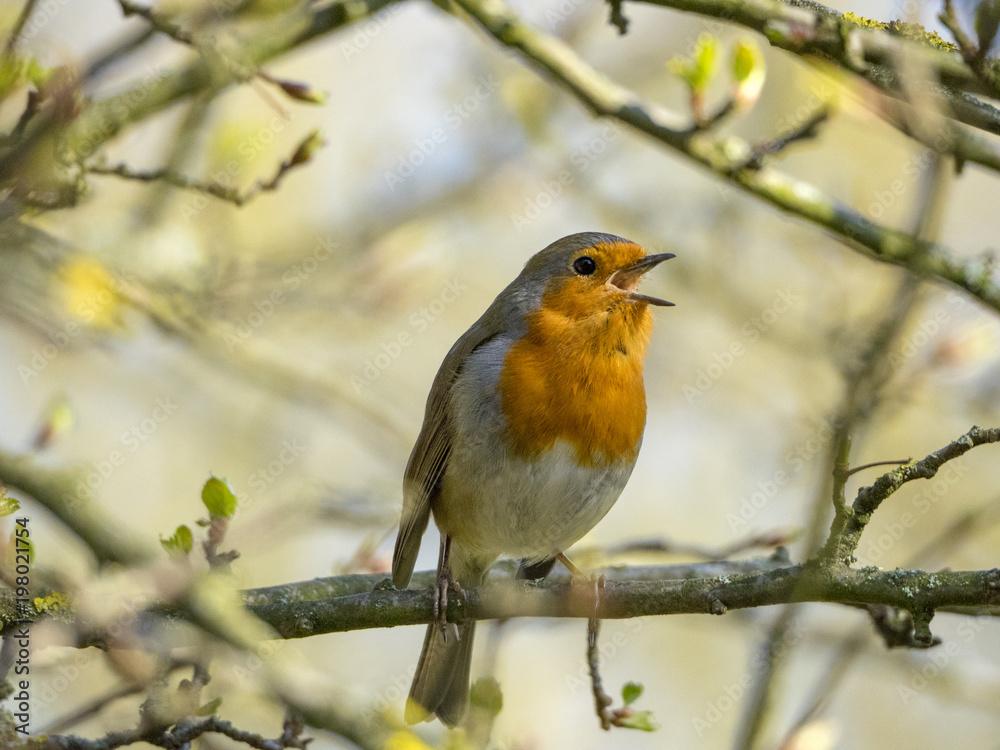 Robin Robin