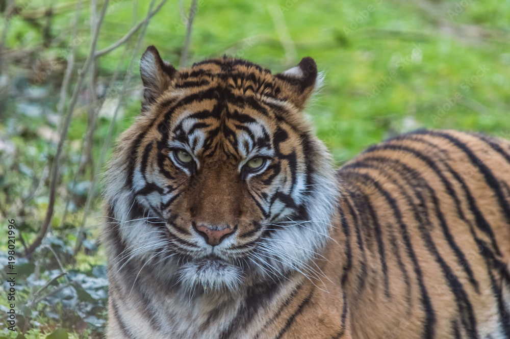 Fototapeta premium regard