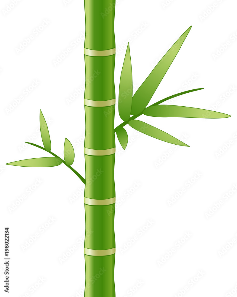 Fototapeta Bambusowy trzon i liście, wektorowa ilustracja