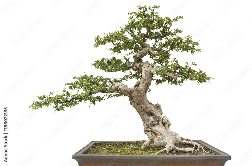 Fototapeta premium Isolated Bonsai pine tree