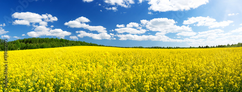 yellow rapeseed field panorama with beautiul sky photo