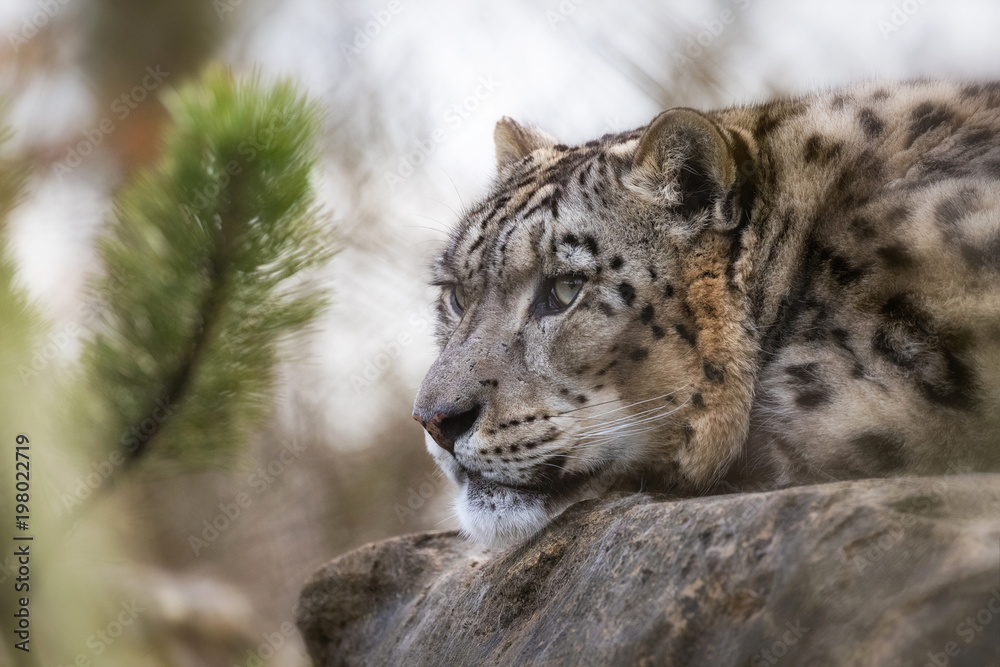 Obraz premium Adult snow leopard resting on a rock