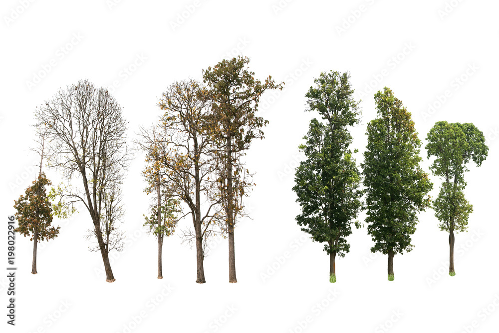 Fototapeta premium Tree group isolated on white background.