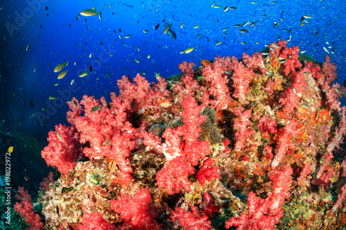 Beautiful and colorful soft corals on a healthy tropical coral reef  Richelieu Rock  Thailand 