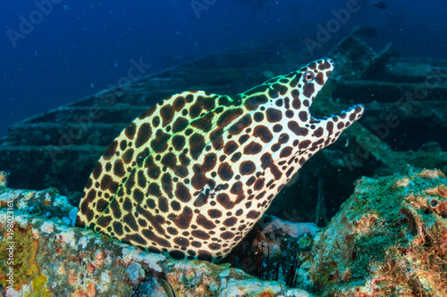 A large Honeycomb Moray Eel on an underwater shipwreck