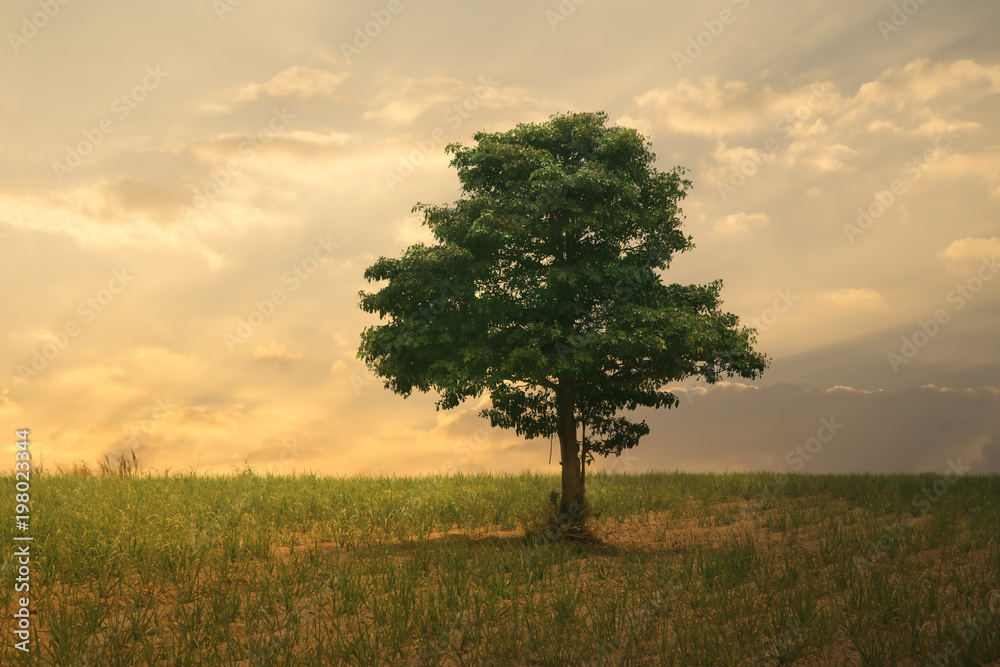 Obraz premium Tree with light golden sky.