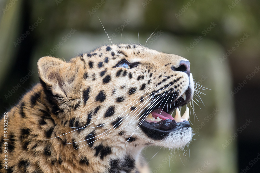 Naklejka premium Amur leopard looking up