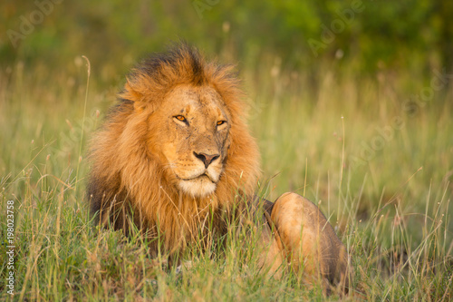Fototapeta Naklejka Na Ścianę i Meble -  Lion portrait in sunset rays 