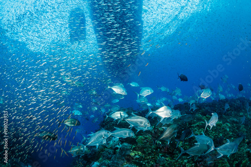 Trevally and jacks underneath a boat moored above a tropical coral reef