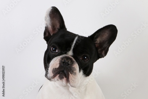 black and white french bulldog in the studio © Bianca