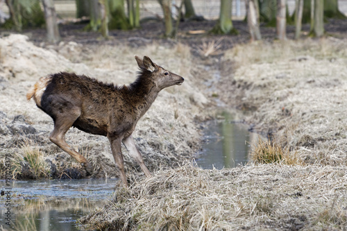 Red deer  Altai maral  Cervus elaphus sibiricus 