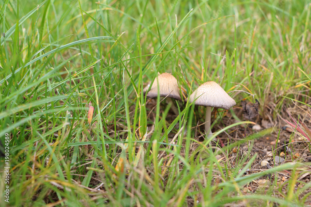 Close-up photo of unidentified edible mushroom in the vivid green grass and some mud Close-up photo of unidentified edible mushroom in the vivid green grass and some mud
