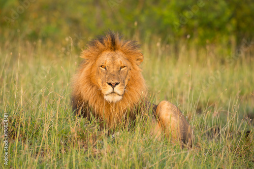 Fototapeta Naklejka Na Ścianę i Meble -  Lion portrait in sunset rays 