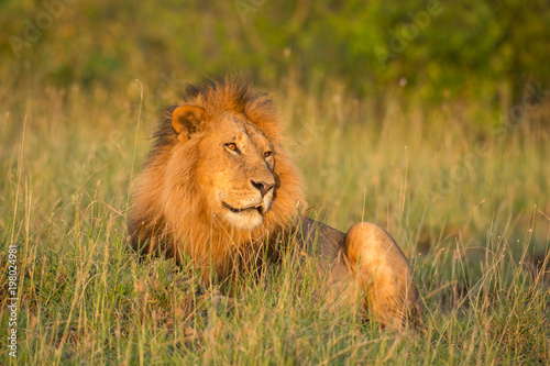 Fototapeta Naklejka Na Ścianę i Meble -  Lion portrait in sunset rays 