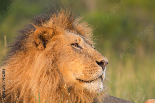 Lion portrait in sunset rays 