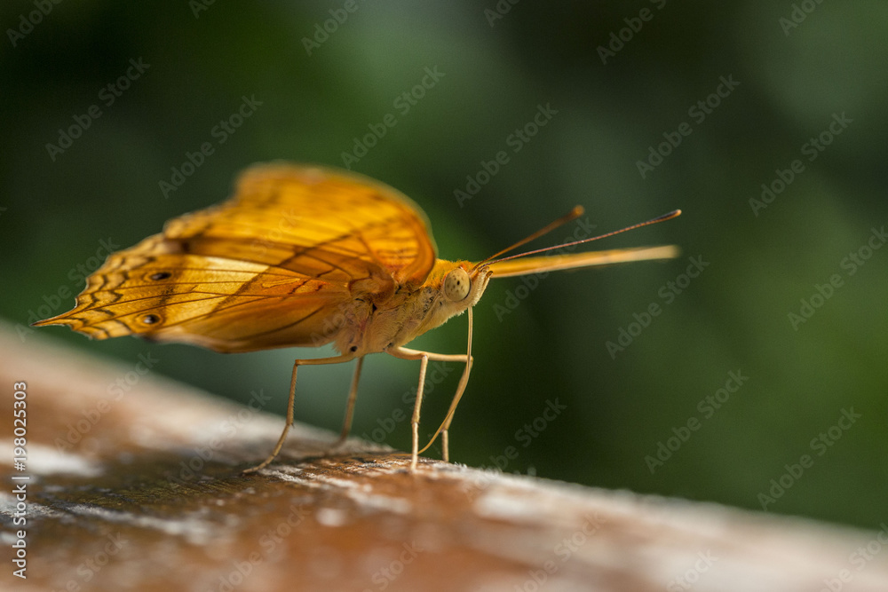 Obraz premium Schmetterling