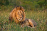 Lion portrait in sunset rays 
