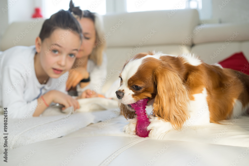 Mother and son having a good time with dog at sofa in the morning. The cavalier king Charles Spaniel playing at home Mother and son having a good time with dog at sofa in the morning. The cavalier king Charles Spaniel playing at home