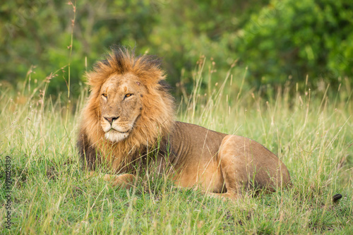 Fototapeta Naklejka Na Ścianę i Meble -  Lion portrait in sunset rays 