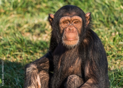 Fotografia A young chimpanzee close up