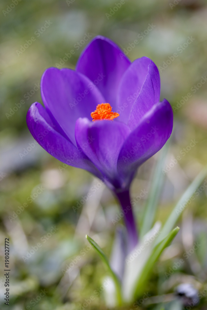 Fototapeta premium Krokusse (Crocus albiflorus), Nahaufnahme