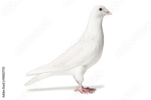 White dove isolated on white