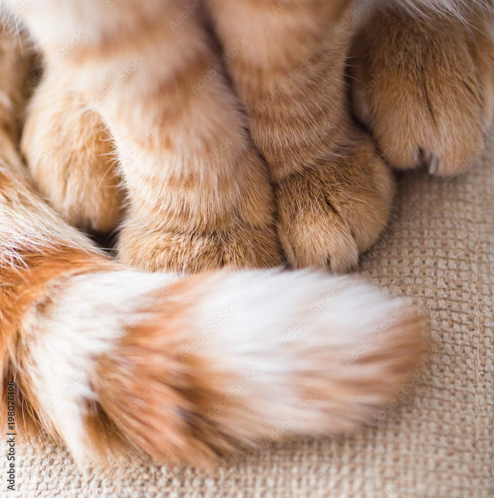 Obraz premium a big ginger tabby cat