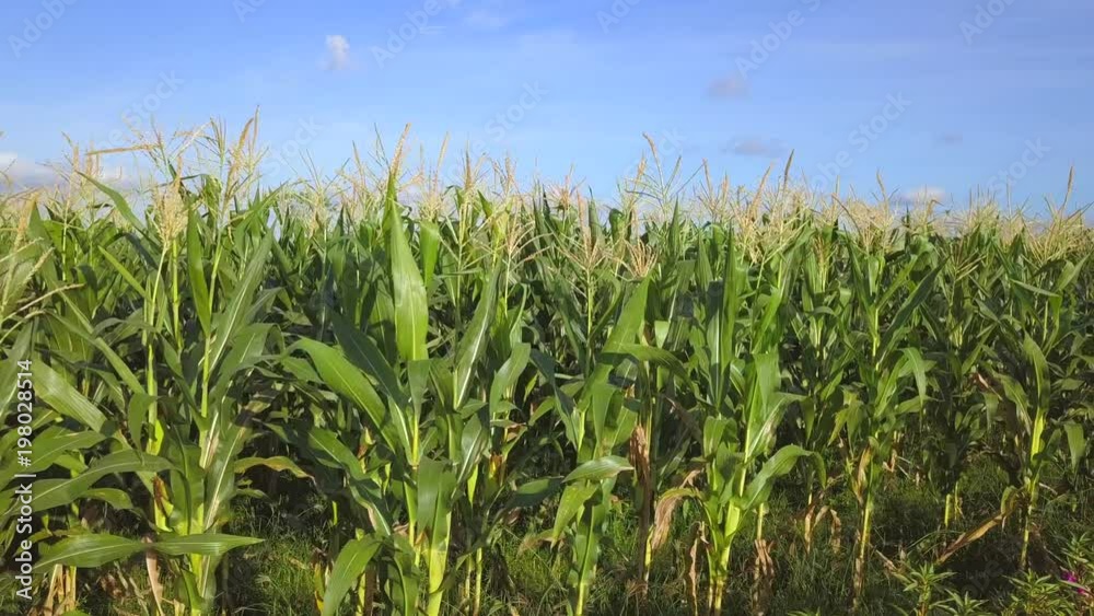 Organic Corn Farm Field. 4K Aerial. Drone Monitoring Plants - Future Technology Agricultural Food Harvest Footage Concept. Organic Corn Farm Field. 4K Aerial. Drone Monitoring Plants - Future Technology Agricultural Food Harvest Footage Concept.