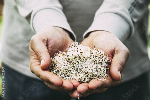 Alfalfa sprouts in hands