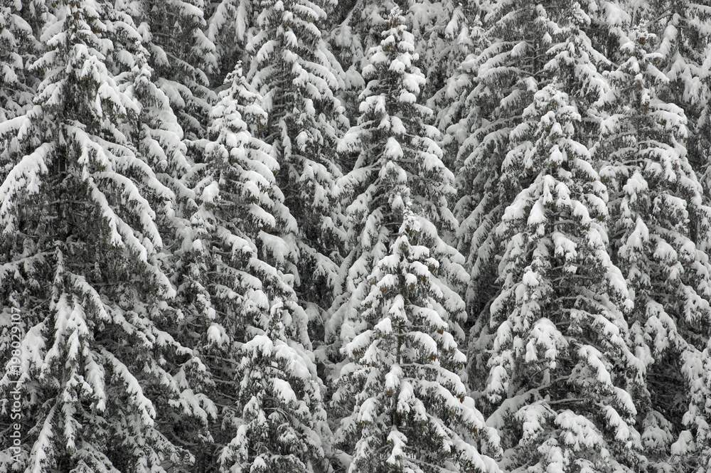 Fototapeta premium verschneiter tannenwald