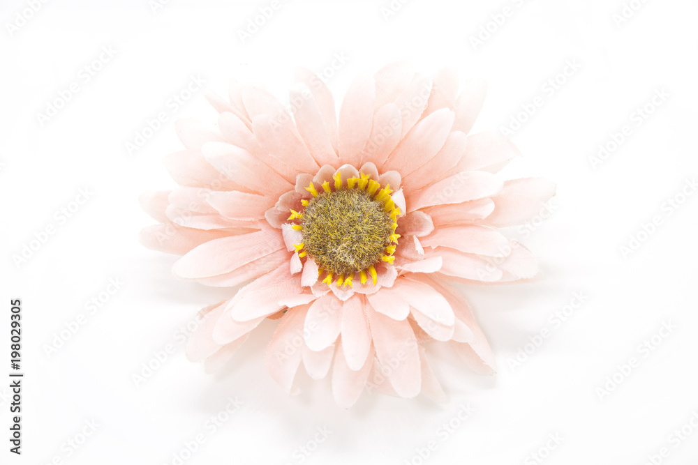 Hello summer Refreshed Blooming flowers on white background . Joyful in Spring flower Colorful .