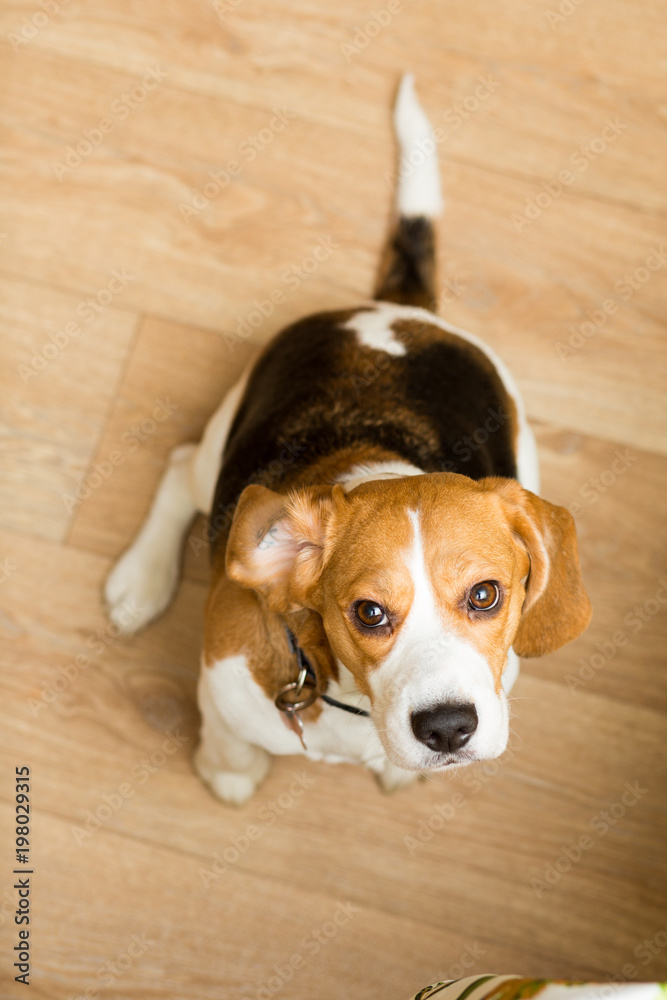 An adult dog of the Beagle breed sits and looks inquiringly upwards