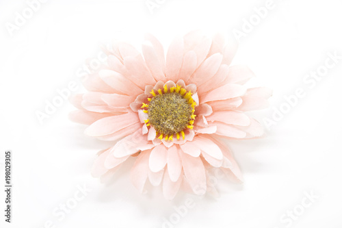 Hello summer Refreshed Blooming flowers on white background . Joyful in Spring flower Colorful .