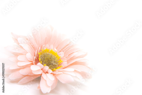 Hello summer Refreshed Blooming flowers on white background . Joyful in Spring flower Colorful .