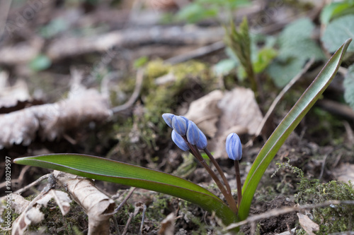 Blausterndolden