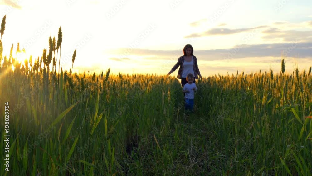 A happy mother runs after the child along the wheat field amid the sunset. A healthy mother and a little son play together. A happy mother runs after the child along the wheat field amid the sunset. A healthy mother and a little son play together.