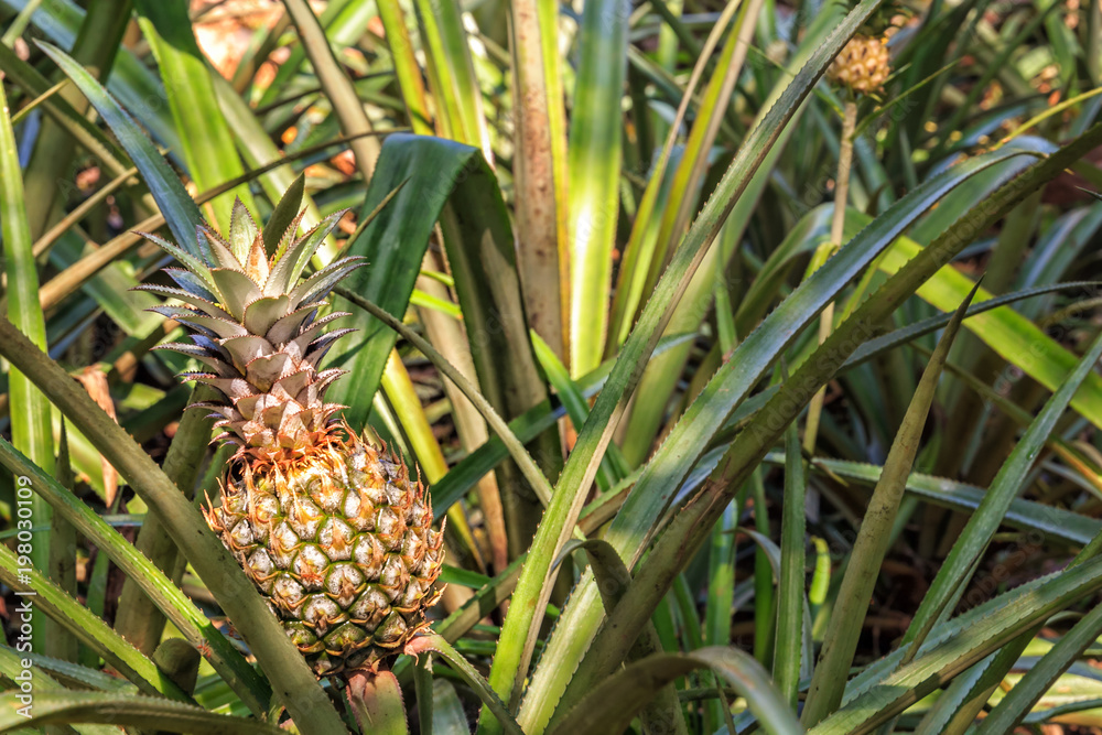 fruits of pineapple on the bushes of the plantation. Closeup fruits of pineapple on the bushes of the plantation. Closeup