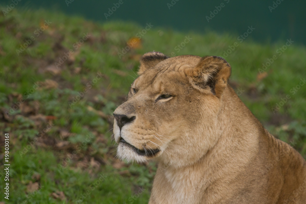 close-up photo portrait of a Barbary lioness close-up photo portrait of a Barbary lioness