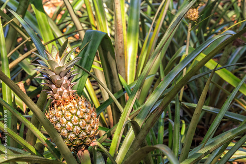 fruits of pineapple on the bushes of the plantation. Closeup